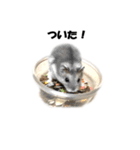 キムチです。2個目（個別スタンプ：10）