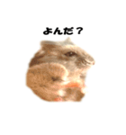 キムチです。2個目（個別スタンプ：13）