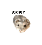 キムチです。2個目（個別スタンプ：15）