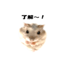 キムチです。2個目（個別スタンプ：16）
