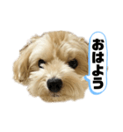 ルーシーの日常使いスタンプ（個別スタンプ：1）