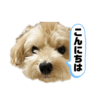 ルーシーの日常使いスタンプ（個別スタンプ：2）