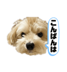 ルーシーの日常使いスタンプ（個別スタンプ：3）