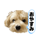 ルーシーの日常使いスタンプ（個別スタンプ：4）
