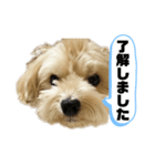 ルーシーの日常使いスタンプ（個別スタンプ：5）