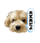 ルーシーの日常使いスタンプ（個別スタンプ：6）