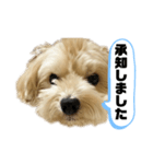 ルーシーの日常使いスタンプ（個別スタンプ：7）