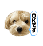 ルーシーの日常使いスタンプ（個別スタンプ：8）