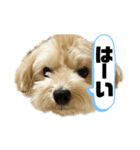 ルーシーの日常使いスタンプ（個別スタンプ：10）