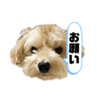 ルーシーの日常使いスタンプ（個別スタンプ：11）