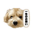 ルーシーの日常使いスタンプ（個別スタンプ：12）