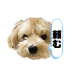 ルーシーの日常使いスタンプ（個別スタンプ：13）
