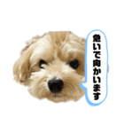ルーシーの日常使いスタンプ（個別スタンプ：15）