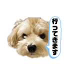 ルーシーの日常使いスタンプ（個別スタンプ：16）