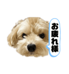 ルーシーの日常使いスタンプ（個別スタンプ：18）