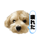 ルーシーの日常使いスタンプ（個別スタンプ：19）