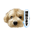 ルーシーの日常使いスタンプ（個別スタンプ：20）