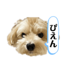 ルーシーの日常使いスタンプ（個別スタンプ：22）