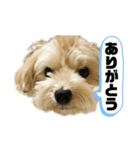 ルーシーの日常使いスタンプ（個別スタンプ：23）