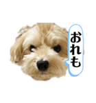 ルーシーの日常使いスタンプ（個別スタンプ：25）