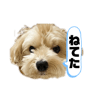 ルーシーの日常使いスタンプ（個別スタンプ：26）