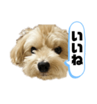ルーシーの日常使いスタンプ（個別スタンプ：27）