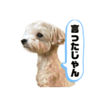 ルーシーの日常使いスタンプ（個別スタンプ：30）