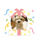 ルーシーの日常使いスタンプ（個別スタンプ：36）