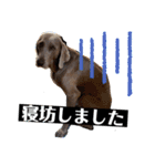 いぬの日常〜遅刻魔専用・改〜（個別スタンプ：3）