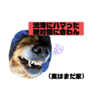 いぬの日常〜遅刻魔専用・改〜（個別スタンプ：8）