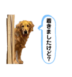 いぬの日常〜遅刻魔専用・改〜（個別スタンプ：11）