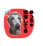 いぬの日常〜遅刻魔専用・改〜（個別スタンプ：15）