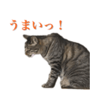 ただのねこのスタンプ。4（個別スタンプ：2）