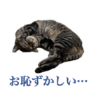 ただのねこのスタンプ。4（個別スタンプ：3）