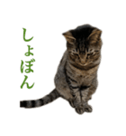 ただのねこのスタンプ。4（個別スタンプ：4）