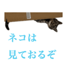 ただのねこのスタンプ。4（個別スタンプ：5）