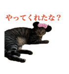 ただのねこのスタンプ。4（個別スタンプ：6）