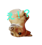 dachsダックス（個別スタンプ：22）