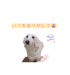 白いダックスの独り言 1（個別スタンプ：2）