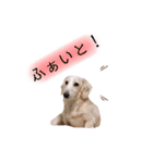 白いダックスの独り言 1（個別スタンプ：3）