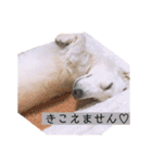 白いダックスの独り言 1（個別スタンプ：5）