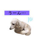 白いダックスの独り言 1（個別スタンプ：6）