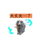 白いダックスの独り言 1（個別スタンプ：7）