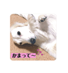 白いダックスの独り言 1（個別スタンプ：8）