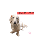 白いダックスの独り言 1（個別スタンプ：9）