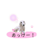 白いダックスの独り言 1（個別スタンプ：10）