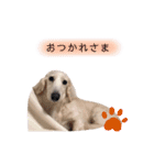 白いダックスの独り言 1（個別スタンプ：14）