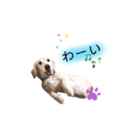 白いダックスの独り言 1（個別スタンプ：15）