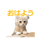 うちのマンチカン 実写 ねこ（個別スタンプ：1）