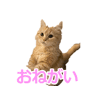 うちのマンチカン 実写 ねこ（個別スタンプ：4）